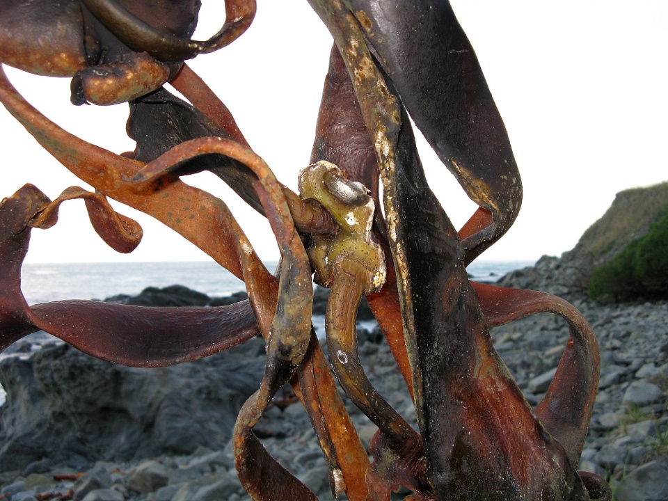 Dried Seaweed Detail